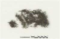 藏品(蘚氏簑毛苔)的圖片